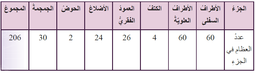 توزيع العظام في جسم الإنسان